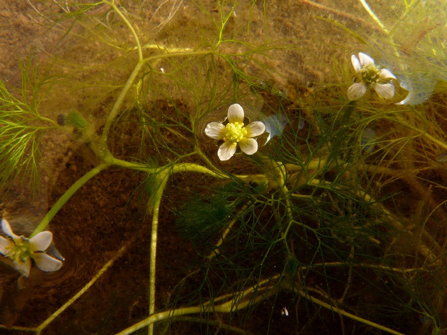 Pianta acquatica: Ranunculus trichophyllus